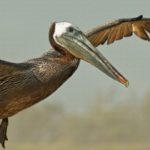 Pelican