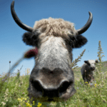 yak