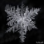 Snowflake by Don Komarechka Snowflake by Don Komarechka