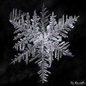 Snowflake by Don Komarechka Snowflake by Don Komarechka
