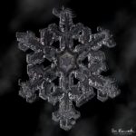 Snowflake by Don Komarechka Snowflake by Don Komarechka
