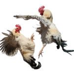 cock_fight