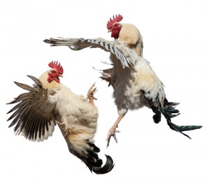 cock_fight