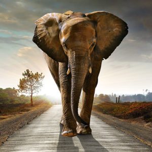 elephant_thumb